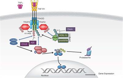 Frontiers | The Balance Of TNF Mediated Pathways Regulates Inflammatory ...